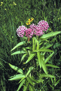 marsh milkweed